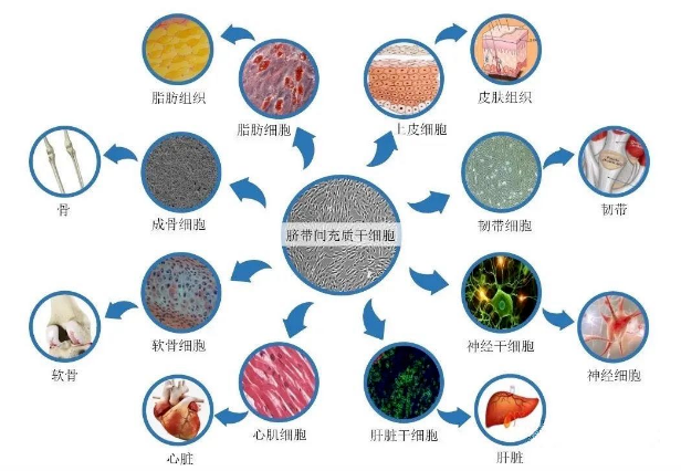 干细胞到底是什么？